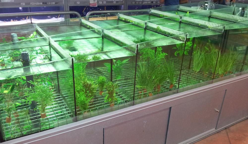 Acuario de varios niveles en cascada