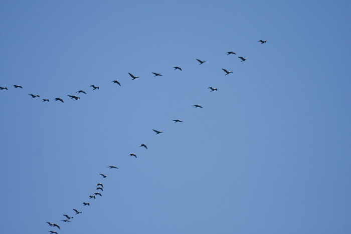 Bandada de pájaros