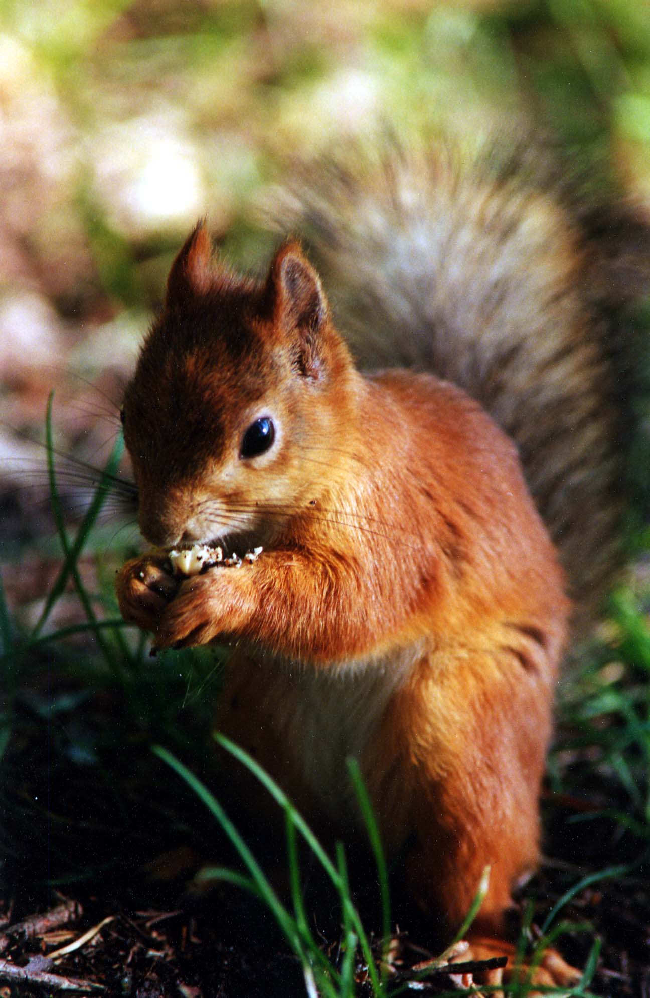 Ardilla viajera