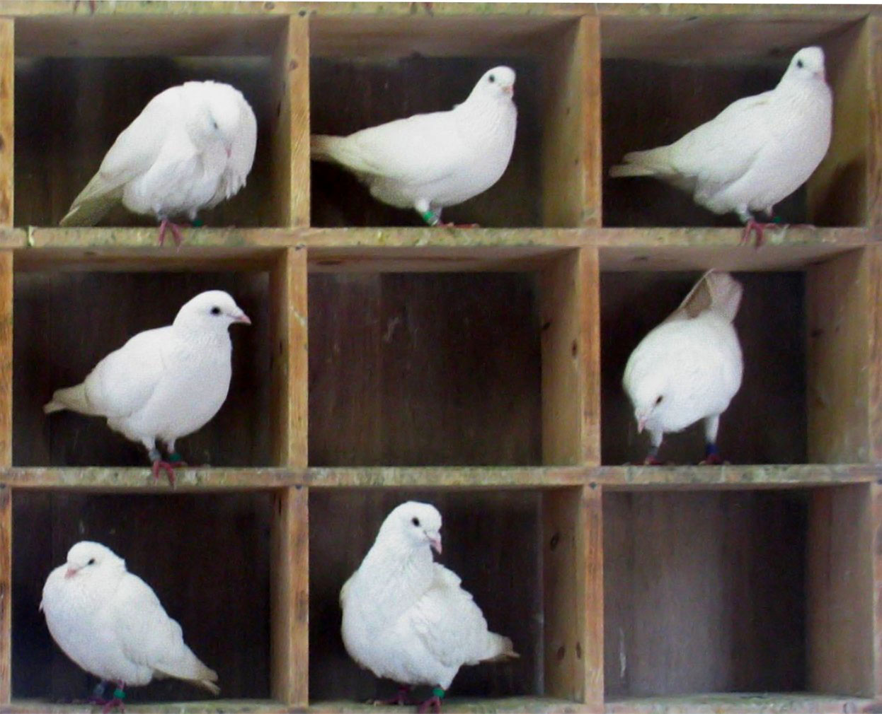 Palomas en sus habitáculos