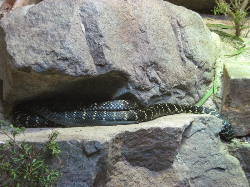 Serpiente en una roca