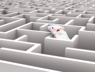Ratón en un laberinto