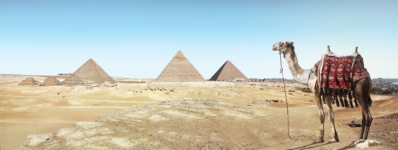 Camello contemplando las pirámides de Egipto