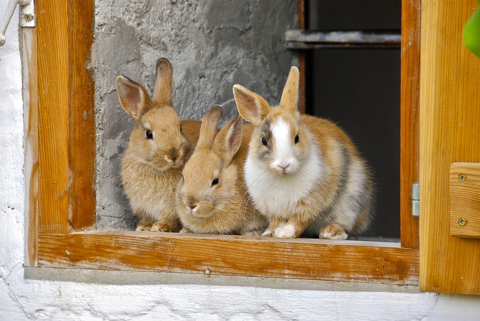 Tres conejos en la puerta de un corral
