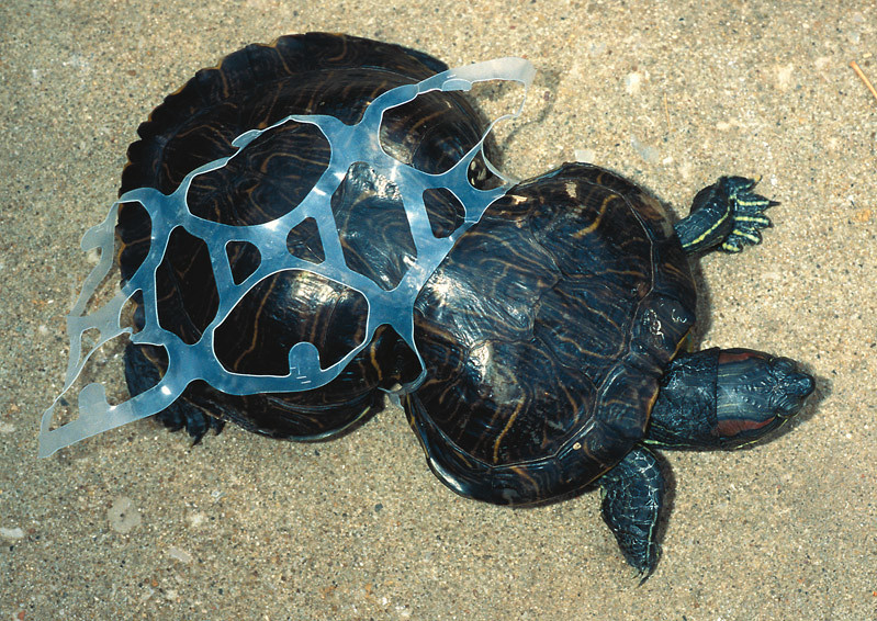 Tortuga atrapada en un anillo de plástico